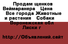 Продам щенков Веймаранера › Цена ­ 30 - Все города Животные и растения » Собаки   . Воронежская обл.,Лиски г.